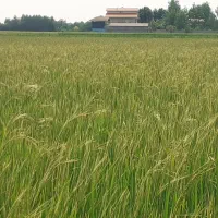 فروش زمین کشاورزی|فروش زمین و ملک کلنگی|تهران, شهرآرا|دیوار