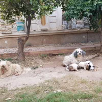 واگذاری سگ خونگی