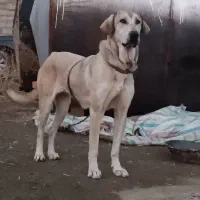 ماده پژدر درجه یک