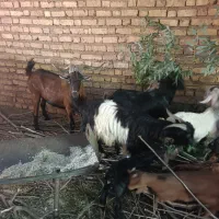 20راس کهره نر و اخته چاق سپیدان