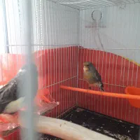 قناری ماده آماده. تخم خاکی کرده