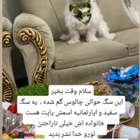 گمشده