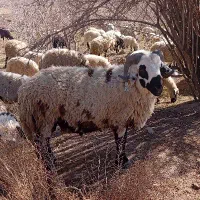 قوچ|حیوانات مزرعه|یزدان شهر, |دیوار