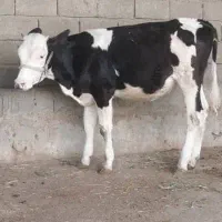 گوساله  گاو ماده سیمینتال درجه۱