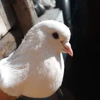 کبوتر|پرنده|رودسر, |دیوار