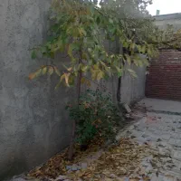 یک باب خانه مسکونی شش دانگ ۱۷۰ متری  در طاهر ۱۰|فروش خانه و ویلا|بناب, |دیوار