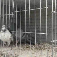 دوجفت ویه ماده تک