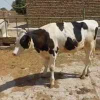 فروش تک گوساله‌قطع شیر