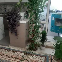 گل آپارتمانی
