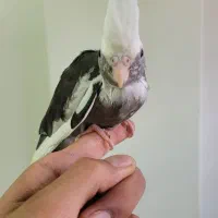 عروس هلندی جوجه
