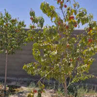 فروش باغ۵۰۰متری|فروش زمین و ملک کلنگی|مشهد, فارغ التحصیلان|دیوار