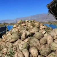 چغندر قند جوین