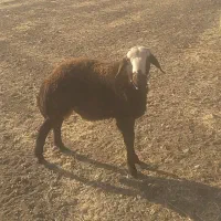 بره قوچ|حیوانات مزرعه|زاغه, |دیوار