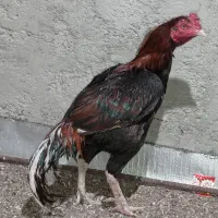 خروس
