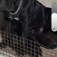 سگ کنکورسو|سگ|چالوس, |دیوار