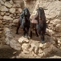 بز پاکستانی