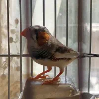 فنچ|پرنده|تهران, باغ فیض|دیوار