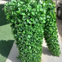 فنس چمنی ریشه ای برگی شید