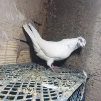 کفترباخت رفته