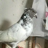 سرور سوسک کل دم دستر پر کاکل نر کل دم ماده سبز|پرنده|گرگان, |دیوار