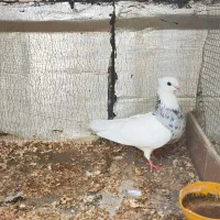 کبوتر طوقی ماده مولد