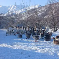 فروش تانکر  2000 لیتری