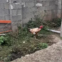 کبابی محلی با خروس لاری دورگ گردن لختی|حیوانات مزرعه|گوراب زرمیخ, |دیوار