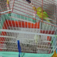 مرغ عشق جفت