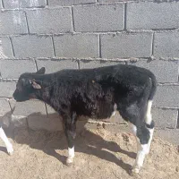 گوساله نر