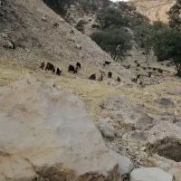 بز و تی بز چاق برای سربریدن|حیوانات مزرعه|خرم‌آباد, |دیوار