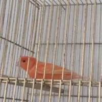قناری نر و ماده رد فاکتور