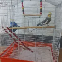 عروس هلندی نر|پرنده|کاشان, گبرها|دیوار