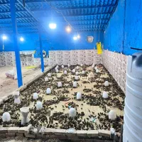 فروش بلدرچین