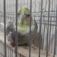 فروش عروس هلندی،دو جفت بالغ آماده تخم گذاری|پرنده|تیکمه داش, |دیوار