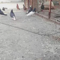 چند عدد شهری سیاه نر