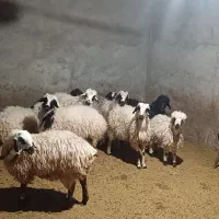 سلام تعدادی کرمیش فروشی