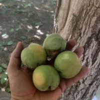 گردو درجه یک