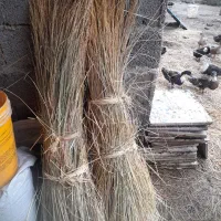 کلوش برای فروش داریم به تعداد حدودا 200عدد|عمده‌فروشی|رشت, استقامت ۱|دیوار