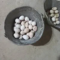 تخم بوقلمون