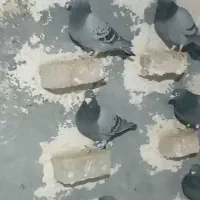 پلاکی|پرنده|بروجرد, |دیوار