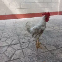 خروس