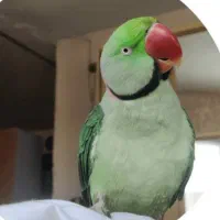 شاه طوطی سخنگو 10 کلام
