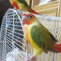 ۲ عدد جوجه گیرینچیک تازه دون خور شده دستی