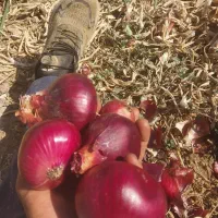 پیاز دارم هم امباری هم توری کسی خواست در خدمتم