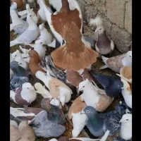 یه‌بوم‌کبوتر‌رنگی