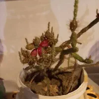 گل پدیلانتوس|گل و گیاه طبیعی|رشت, پارک شهر|دیوار