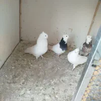 کبوتر سفید وطوقی تعداد بیست تا