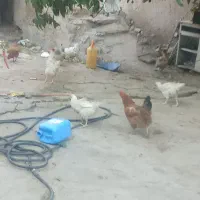 مرغ خروس