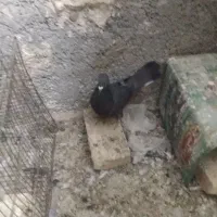 کفتر معاوضه