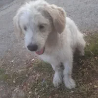 سگ پشمالو نژاد شیتزو